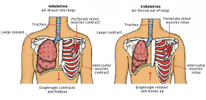 anatomia respirazione