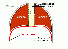 Cupole diaframma