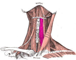 Sternohyoid_muscle