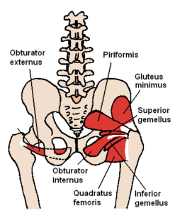 Posterior_Hip_Muscles_1