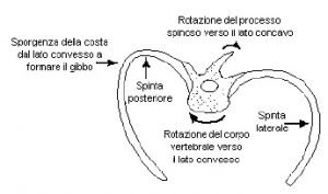 rotazione vertebra dorsale