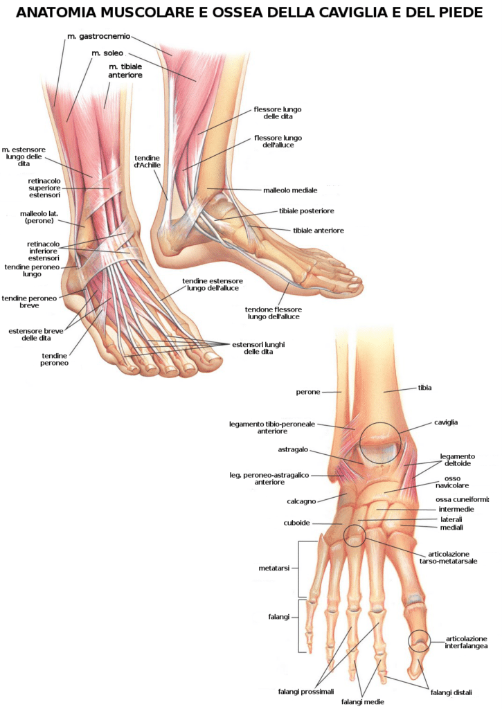 Muscoli piede 2